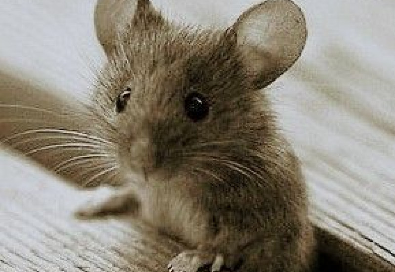 Can You Get Rid Of Mice Completely?
